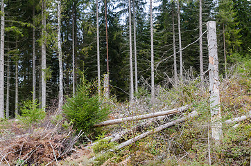 Image showing Forest damaged by insects and storms