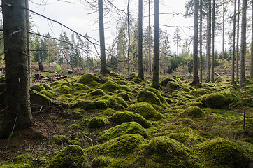 Image showing Unspoilt moss covered forest floor