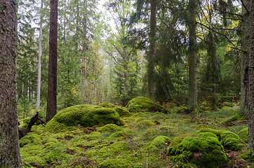 Image showing Untouched forest with moss covered floor