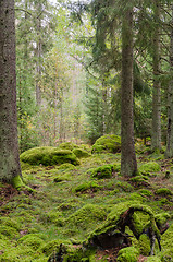 Image showing Moss covered fairytale like forest