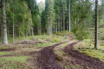 Image showing Winding tractor tyre tracks in a spruce tree forest