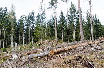 Image showing Forest destroyed by bark beetles and storms