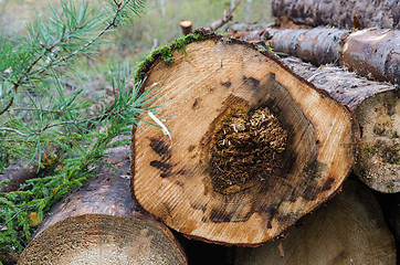 Image showing Woodpile with a log damaged by root rot