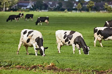 Image showing Cows on a farm