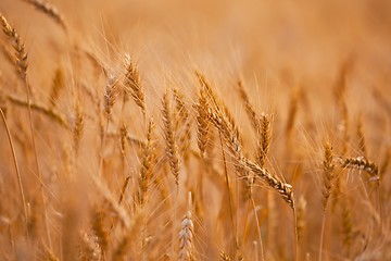 Image showing Wheat field detail