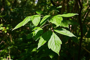 Image showing Green Leaves of Spring