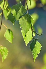 Image showing Green Leaves of Spring