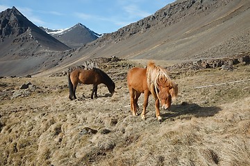 Image showing Horse grazing on a field