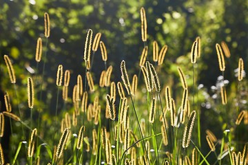 Image showing Meadow with backlit green plants