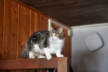 Image showing Cat climbing on furniture