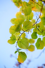 Image showing Fresh Spring Leaves