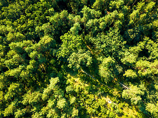 Image showing Aerial view from drone healthy green trees in a forest . Sustainable industry, ecosystem and healthy environment concepts