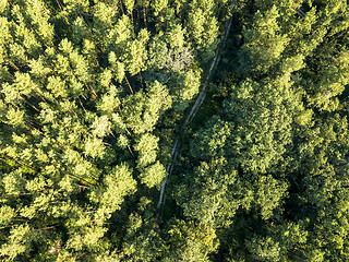 Image showing Top view of a dirt road through a green forest on a sunny afternoon. Aerial view from the drone