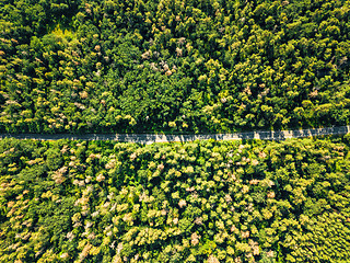 Image showing Aerial view of a drone on a green forest with asphalt road on a sunny day. Natural layout for your ideas.