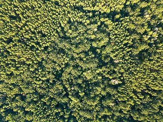 Image showing Beautiful natural green background from trees in the sunny afternoon. Aerial view of the drone as a layout