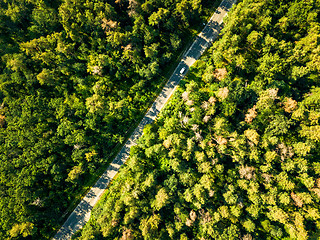 Image showing The road with a passing car through the foliage of the forest on a sunny day. Aerial view of the drone as a natural layout