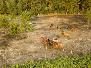 Image showing Group of beautiful brown horses on a walking hill near the forest. Aerial view from the drone