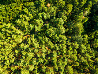 Image showing Natural background of green trees of the forest on a sunny summer day. The concept of a healthy environment. Aerial view from the drone