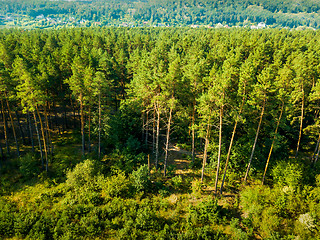 Image showing Aerial view from the drone of a landscape view of the coniferous forest and the village in the distance.