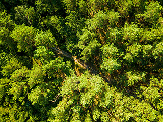 Image showing Aerial view from the drone of environmentally friendly foliage forest with a dirt road on a summer sunny day. Top view