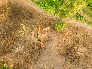 Image showing Farmland with a small group of horses grazing on a summer day. Aerial view from the drone