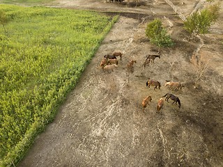 Image showing Aerial view from a drone farmland with a group of horses on a walk on a summer day