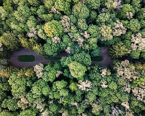 Image showing Top view of the green park on a summer day. Aerial view from the drone.