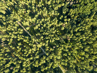 Image showing Top view of green trees on a sunny day. Deciduous forest as a background for the layout. Aerial view from the drone