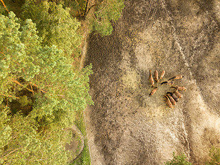 Image showing Aerial view from the drone of a small herd of horses for walking near the forest.