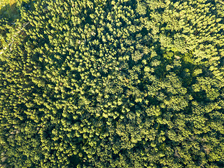 Image showing Green plantings of trees on a summer day. Aerial view from a drone deciduous forest. Ecological concept