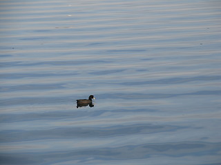 Image showing Coot