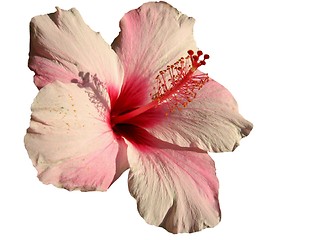 Image showing Hibiscus-design element