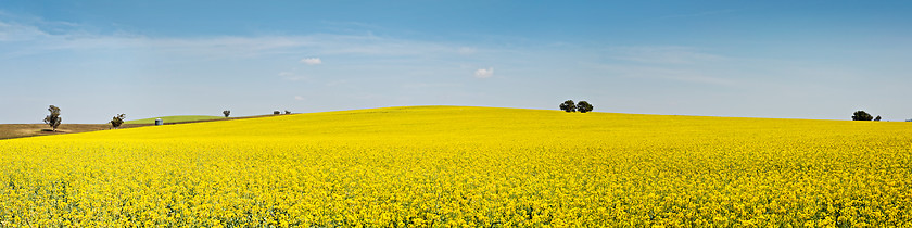 Image showing Panoramic fields of golden canola flowering under the spring sun