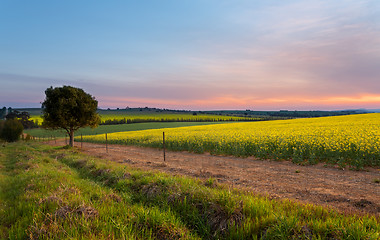 Image showing Sunset over Canola Farm agricultural fields