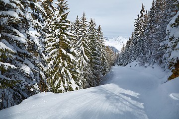 Image showing Skiing slopes from the top