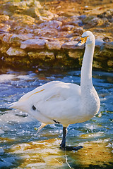 Image showing Swan on Ice