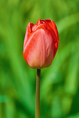 Image showing Red Tulip Flower