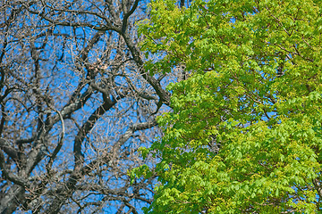 Image showing Young Maple Leaves