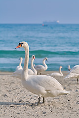 Image showing White Swan on the Beach