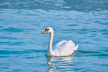 Image showing Swan on Water