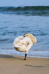 Image showing White Swan on the Beach