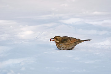 Image showing Song Thrush with Berry
