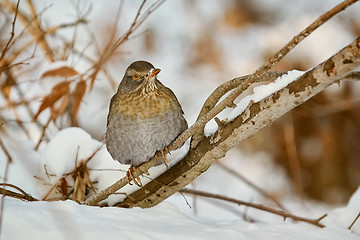 Image showing Thrush on the Brunch