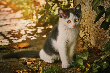 Image showing Sad Homeless Kitten