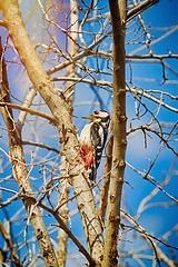 Image showing Woodpecker on the Tree