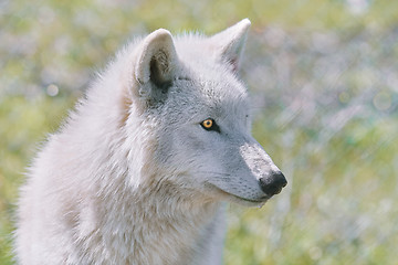 Image showing Alaskan Tundra Wolf