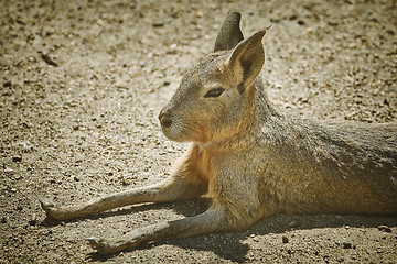 Image showing Portrait of Patagonian Mara