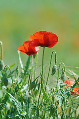 Image showing Poppy Flowers in Grass