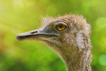 Image showing Portrait of Ostrich