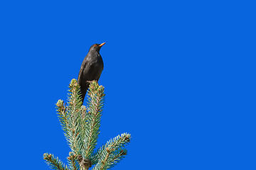 Image showing Blackbird on the Top of Tree